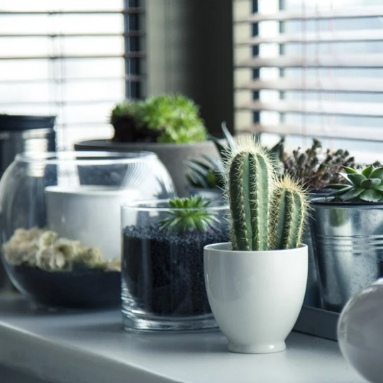 Kaktusar i krukor på bord vid fönster