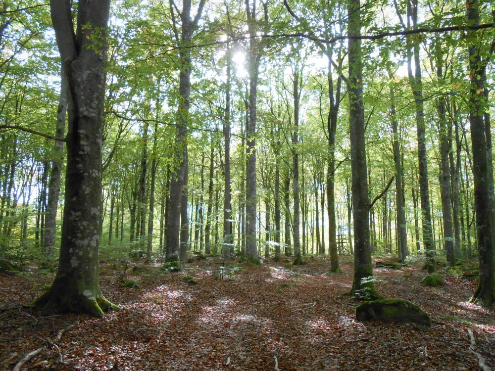 Nature reserve Hackekvarn