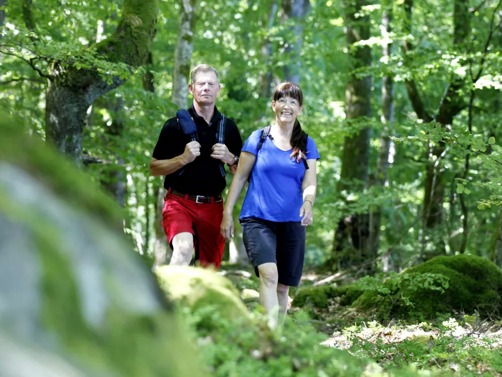 Hike among twinflower and hepatica 