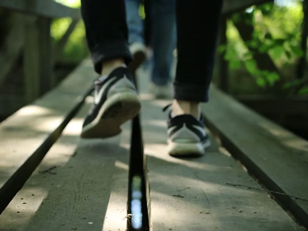 Hike among twinflower and hepatica 