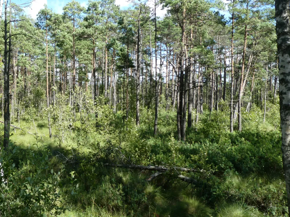 Åsnen runt (A bike tour around lake Åsnen)