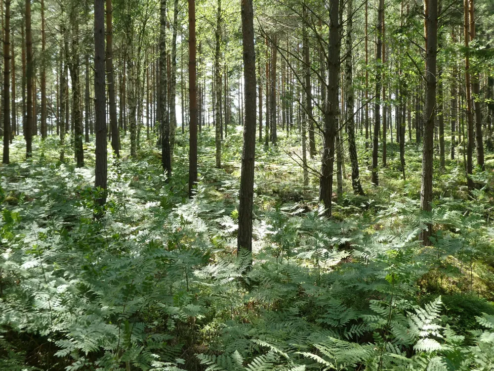Åsnen runt (A bike tour around lake Åsnen)