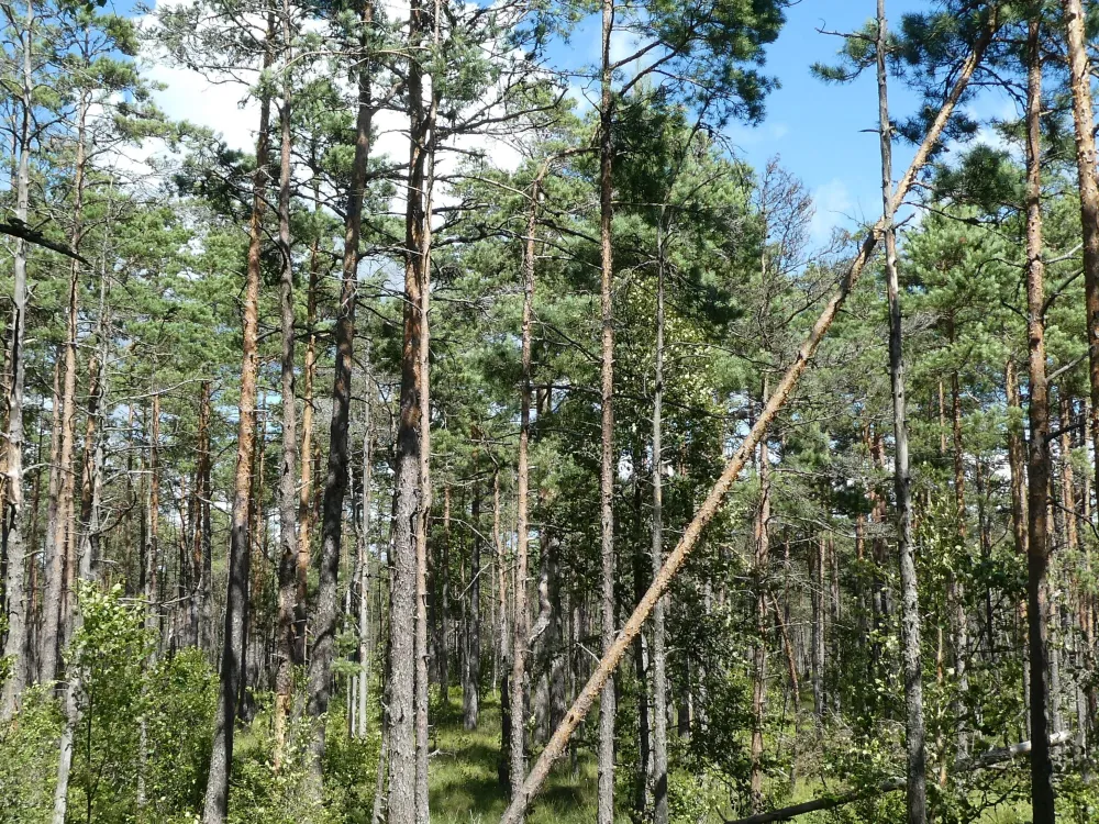 Banvallsleden (Die alte Eisenbahnstrecke)