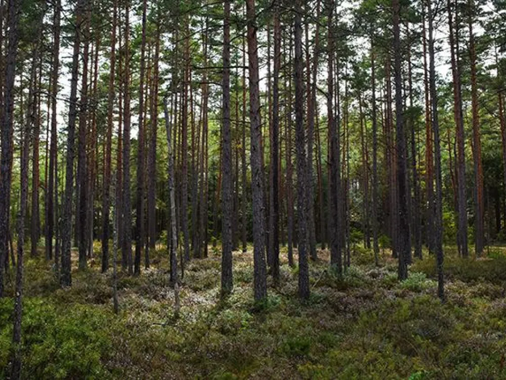Nature reserve Toftåsa moor