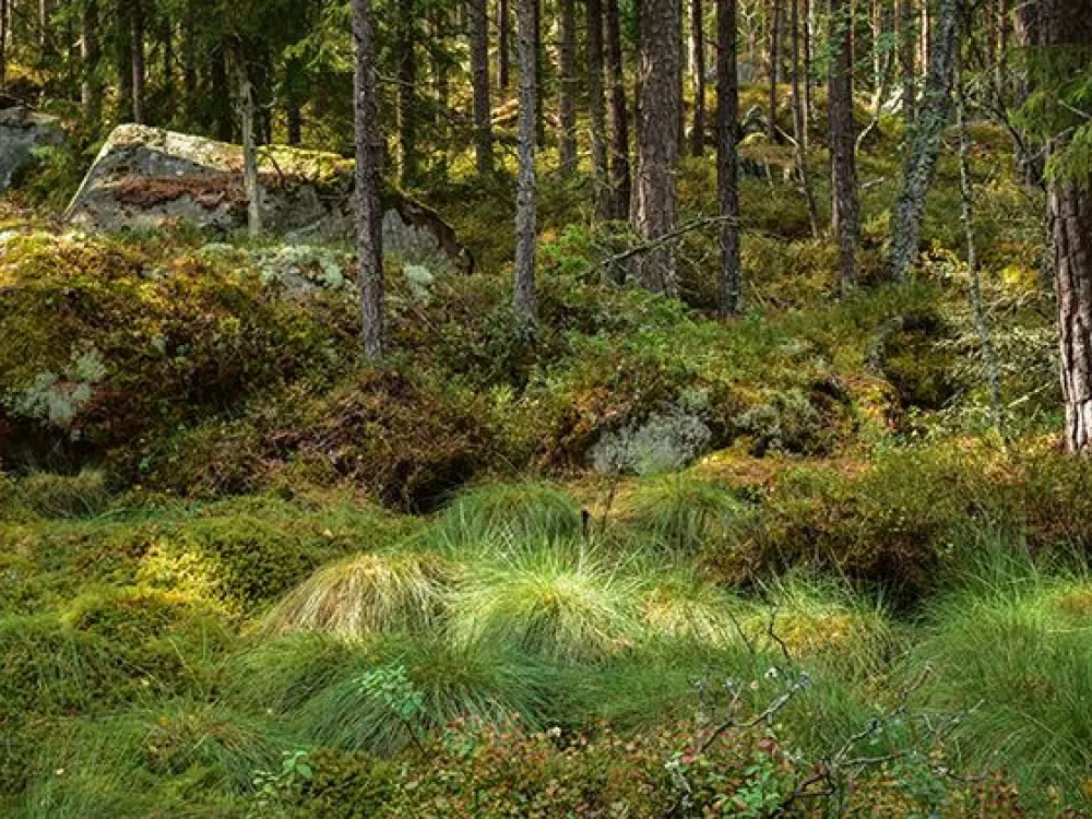 Nature reserve Toftåsa moor