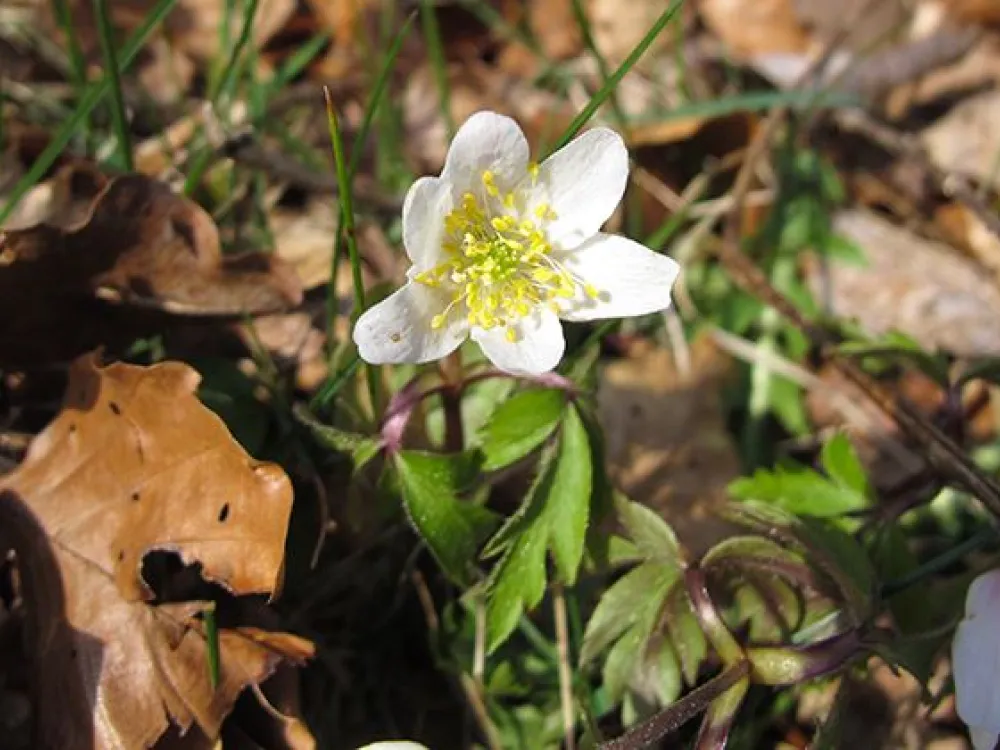 Nature reserve Grönvik