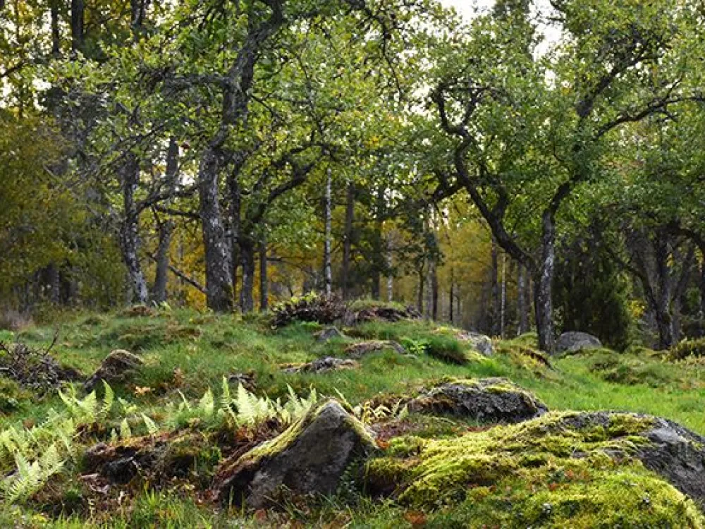 Nature reserve Hackekvarn
