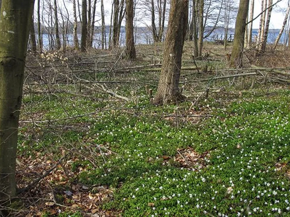 Naturreservat Hensjönäset