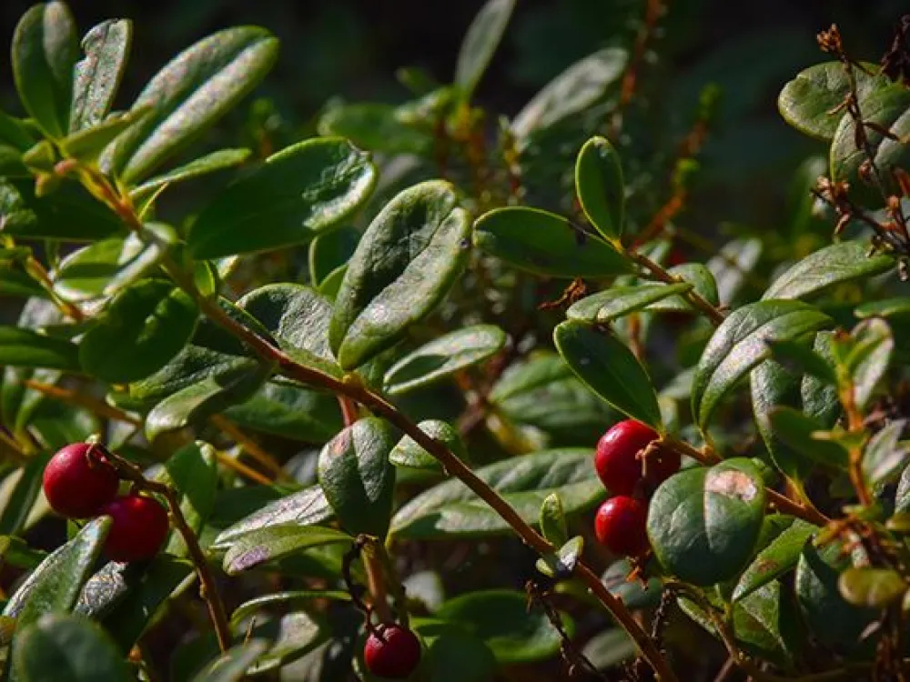 Nature reserve Ljuva Mon