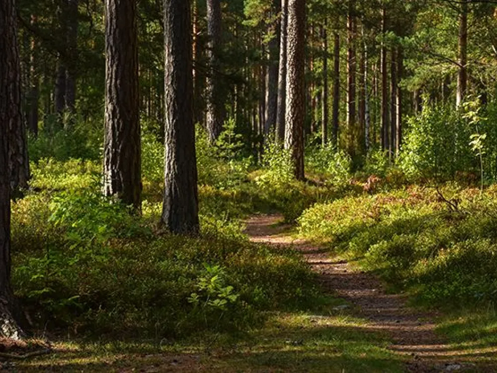 Nature reserve Ljuva Mon