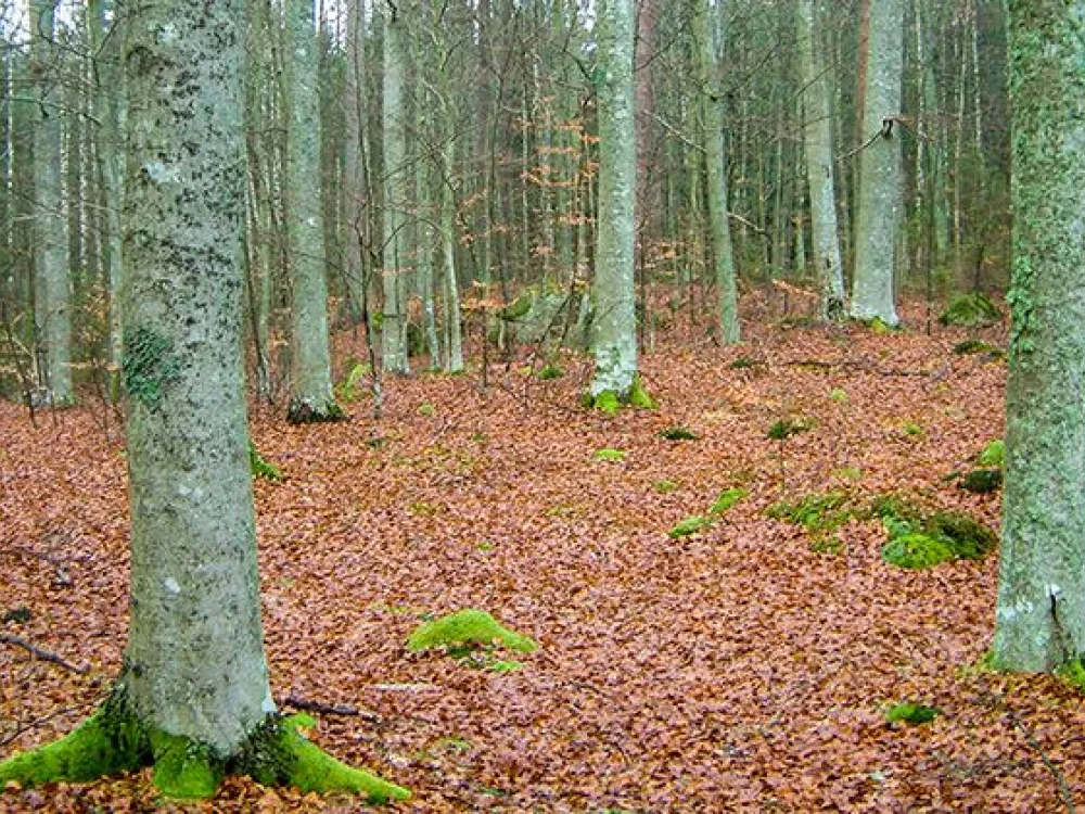 Nature reserve Midingsbråte