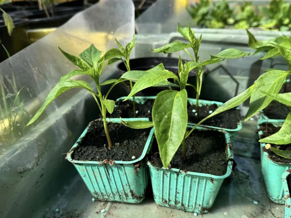 The Farm Shop in Urshult